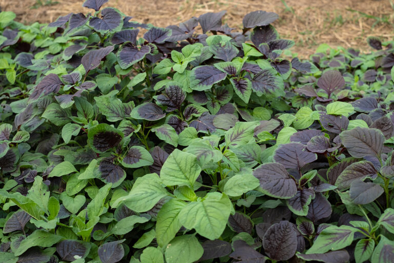 Vegetable amaranth, Amaranthus tricolor