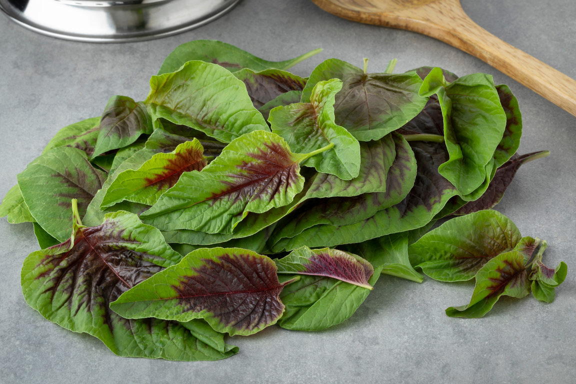 How to Grow Vegetable Amaranth Tampala Harvest to Table