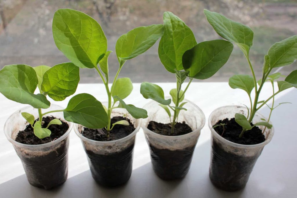 Eggplant seedlings ready for transplanting