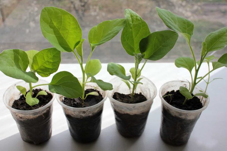 Eggplant Seed Starting Tips