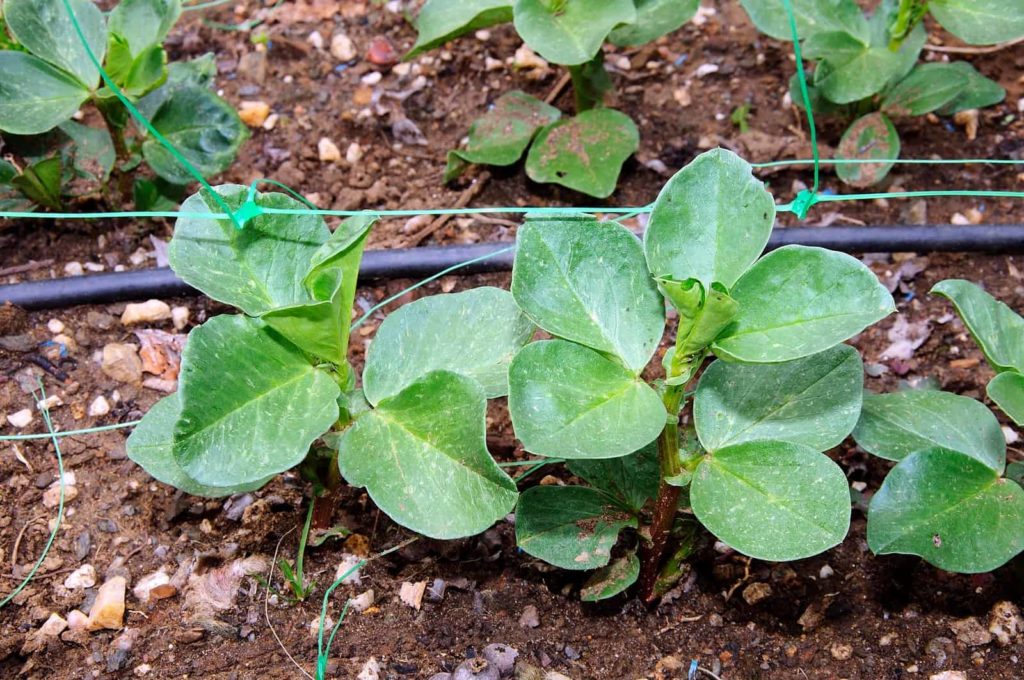Young broad bean plants