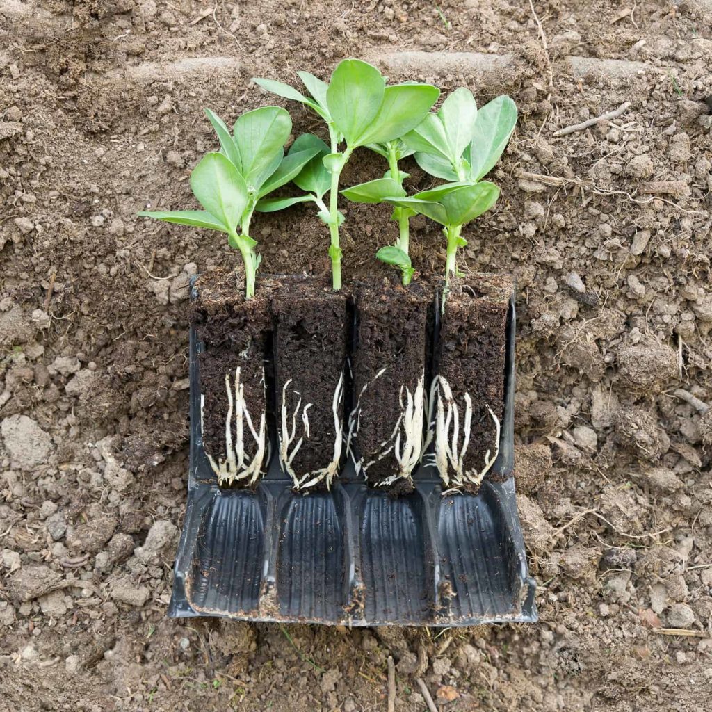 Broad bean seedlings