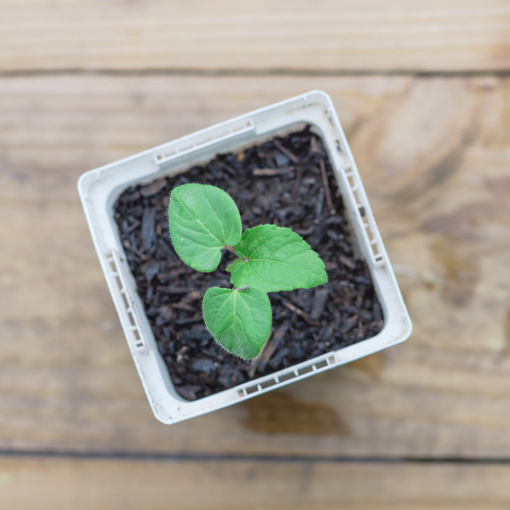 Okra seedling

