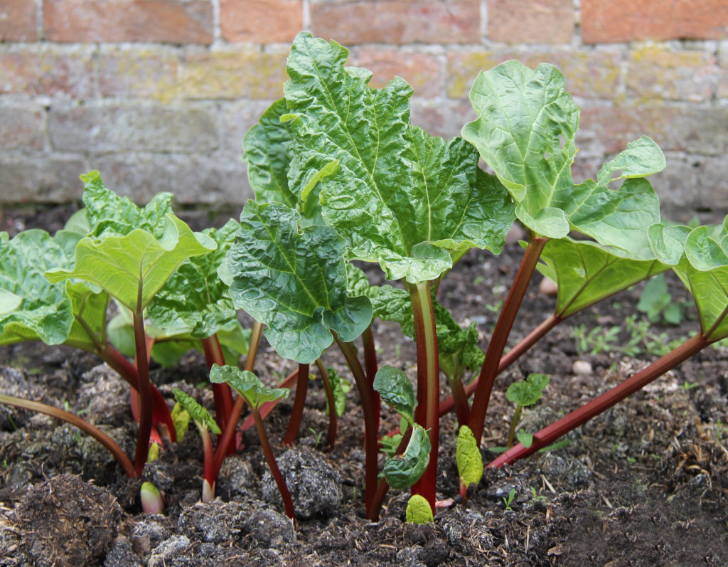 Rhubarb plant