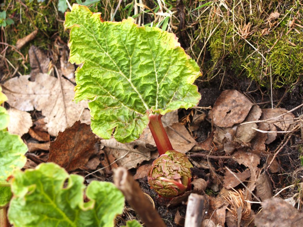 Rhubarb Crowns - Spring - Valentine