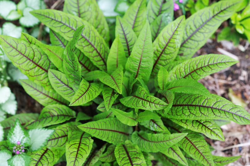 Red-veined sorrel