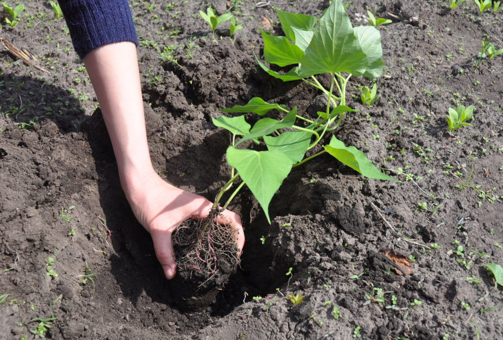 Planting  a young sweet potato