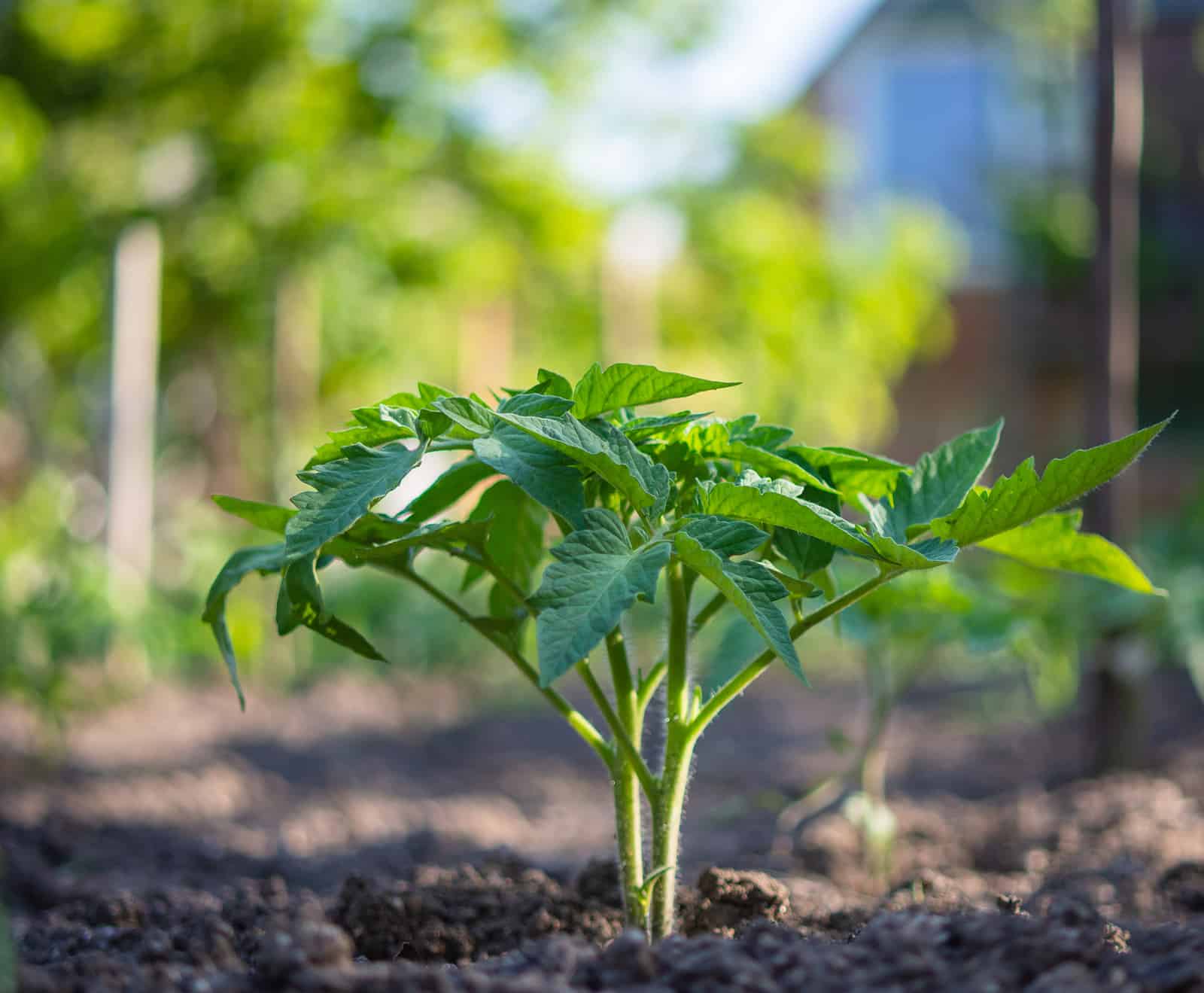 Tomato Seed Starting Tips Harvest To Table Tomato Seed Starting Tips Harvest To Table