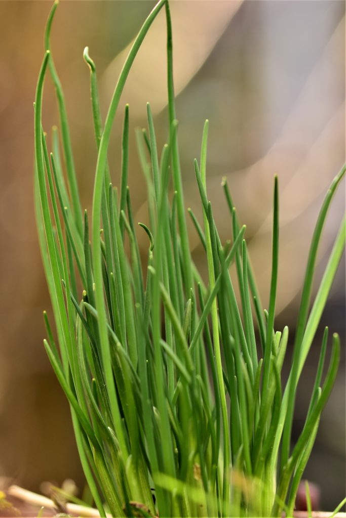 Chives in garden