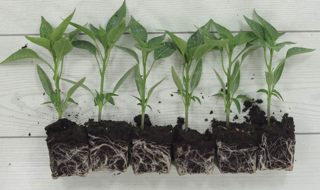 Pepper seedlings ready for transplanting