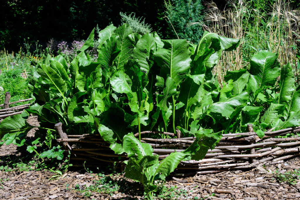 Large horseradish plant