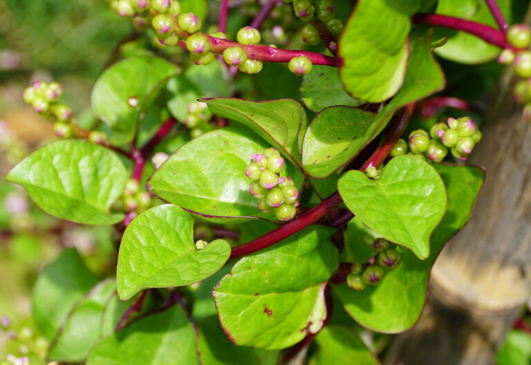 Malabar spinach