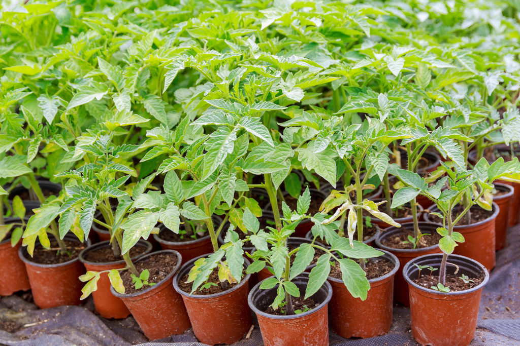 tomato seedlings