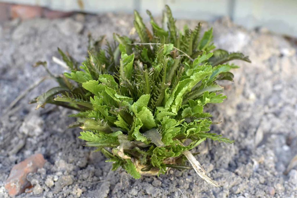 Young horseradish plant