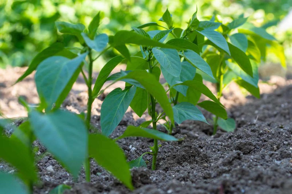 Young pepper plants