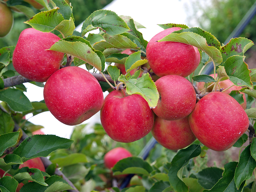 Perfect green apple growing on tree in organic apple orchard