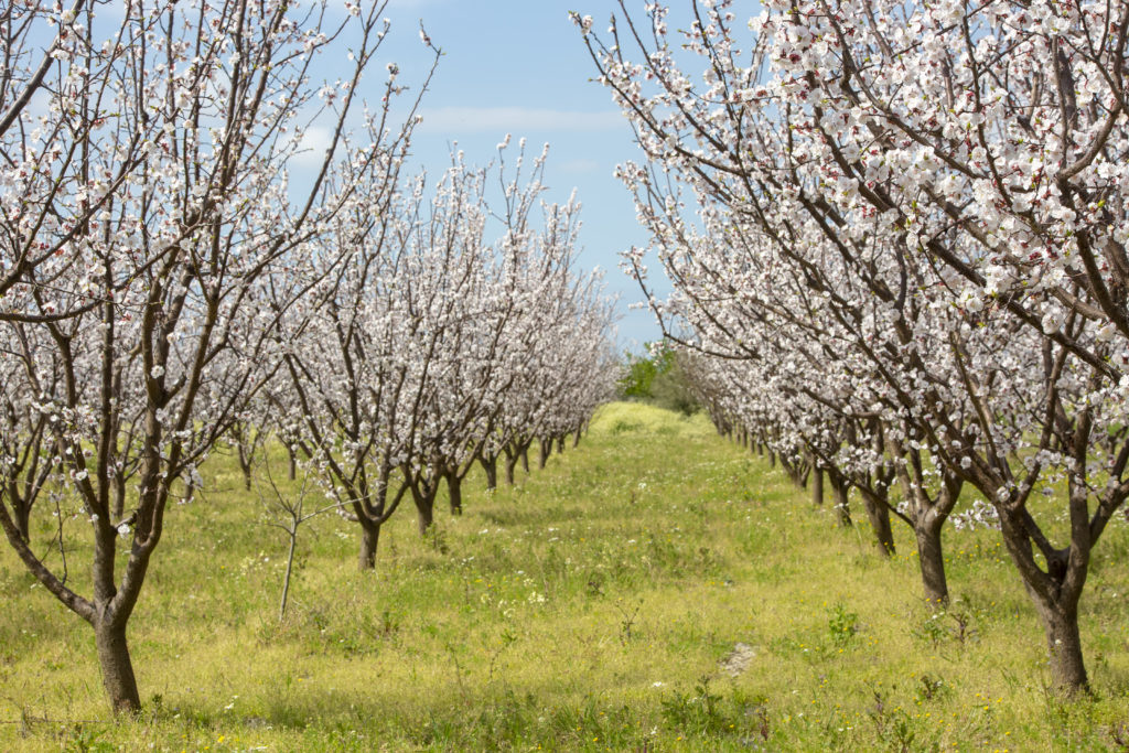 apricot trees flowers