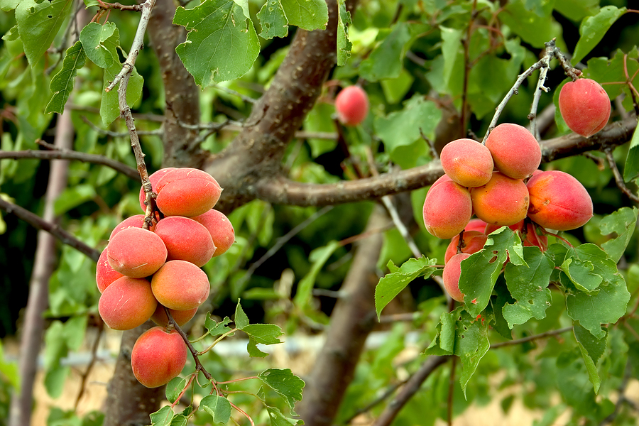 Katy Apricot Tree