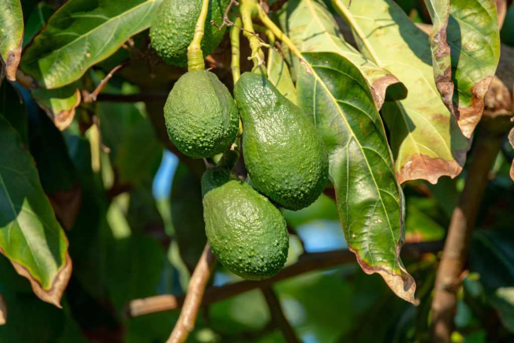 Avocados ripening on the tree