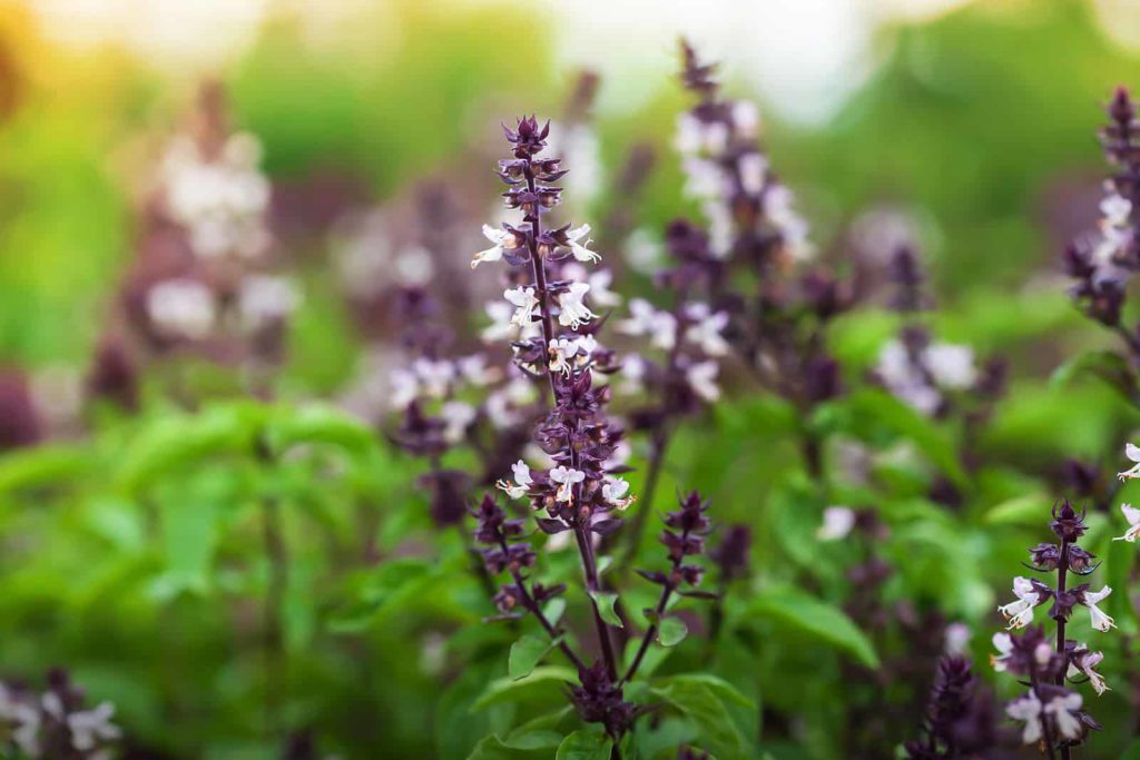 Organic Holy Basil or Tulasi with flowers