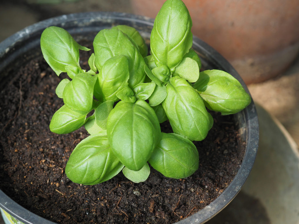 Sweet basil in a pot,  Ocimum basilicum