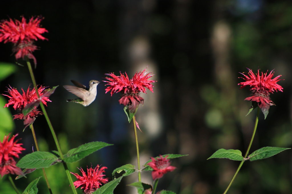 Monarda--bee balm flowers