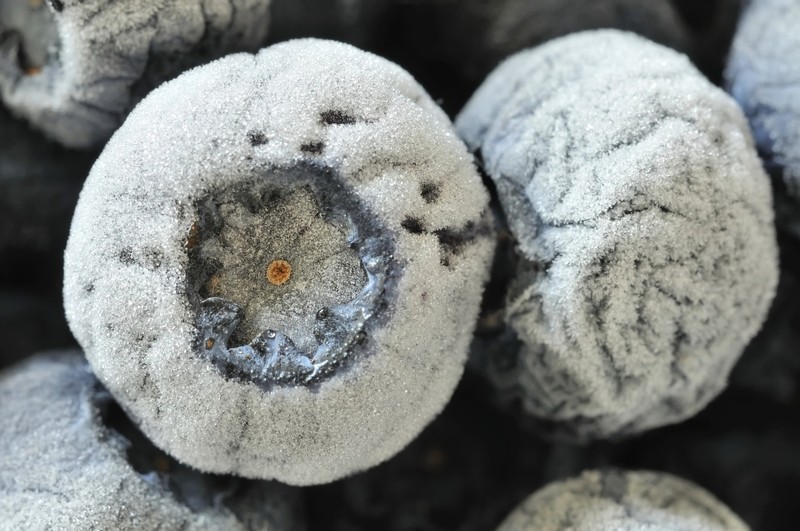 Freeze blueberries shortly after harvest for later use