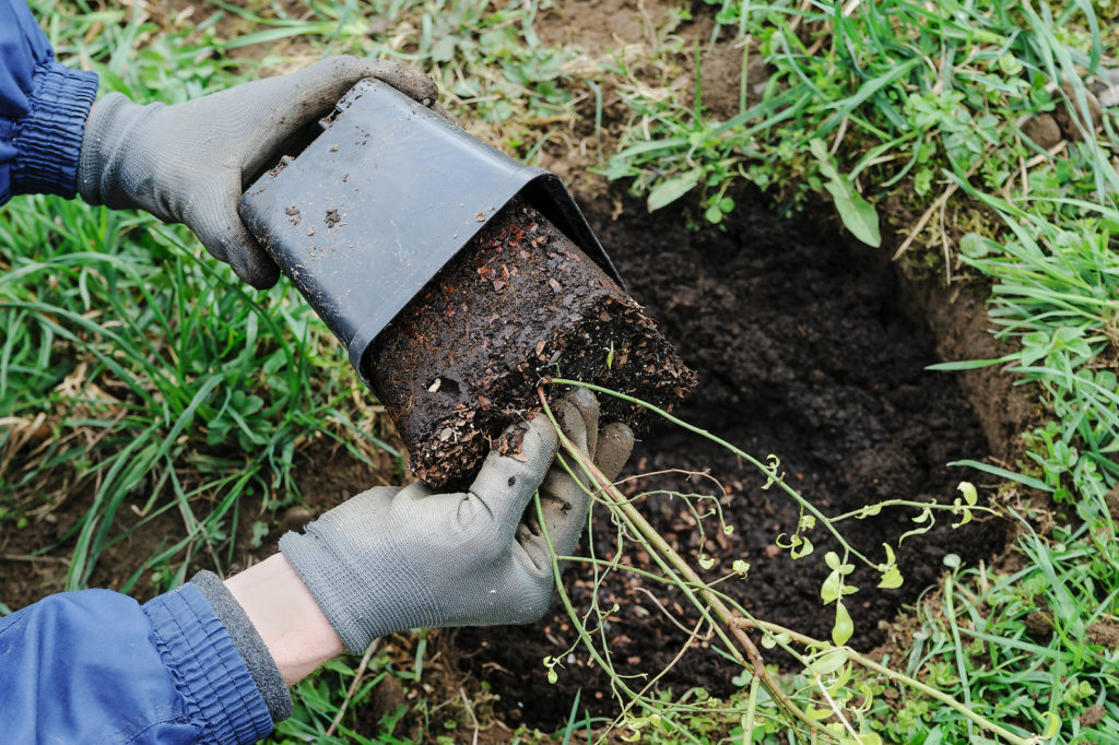 Planting berry bush in early spring