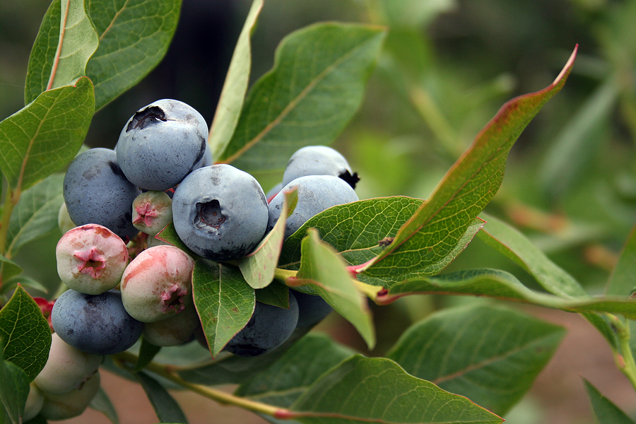 Ripening blueberries