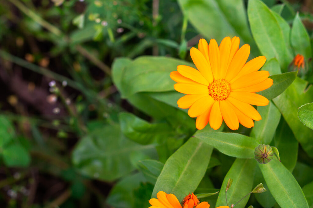 How to Plant, Grow, and Harvest Calendula Herb - Harvest to Table