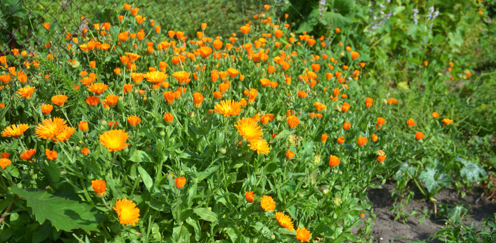 Calendula officinalis or Pot Marigold