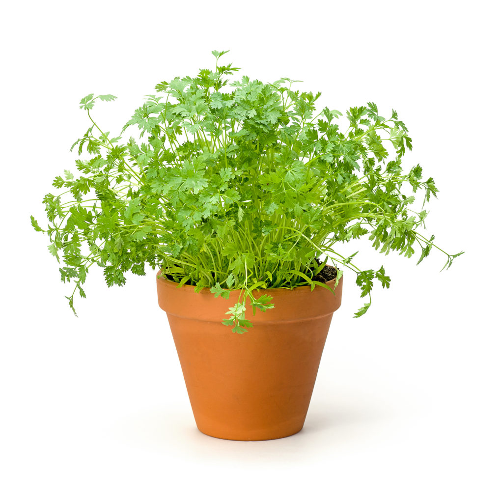 Chervil in a clay pot