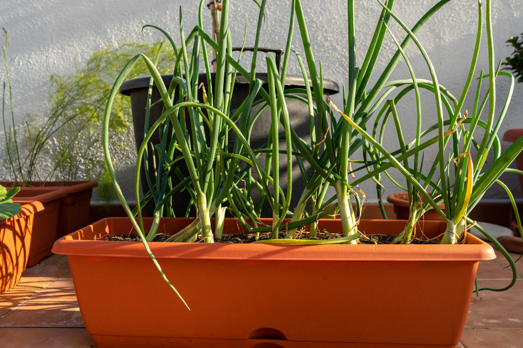 Chives growing in a container on an urban terrace