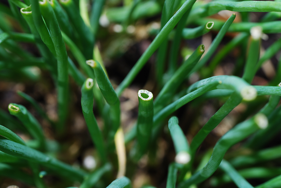 Chives harvested cut-and-come-again