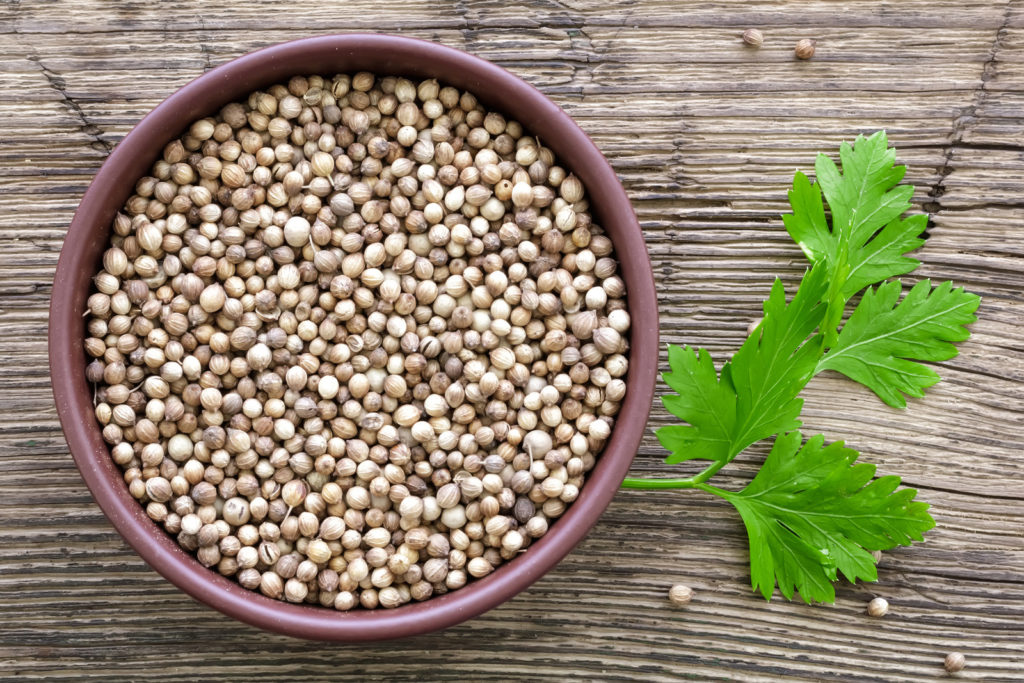 Coriander seeds and cilantro leaves