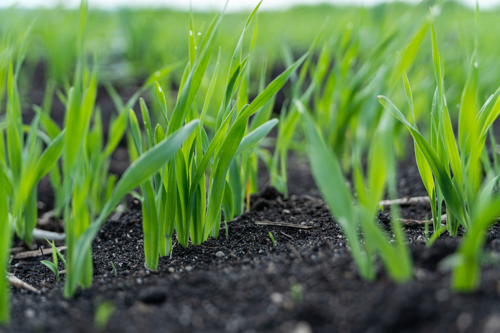 Corn seedling grow plant