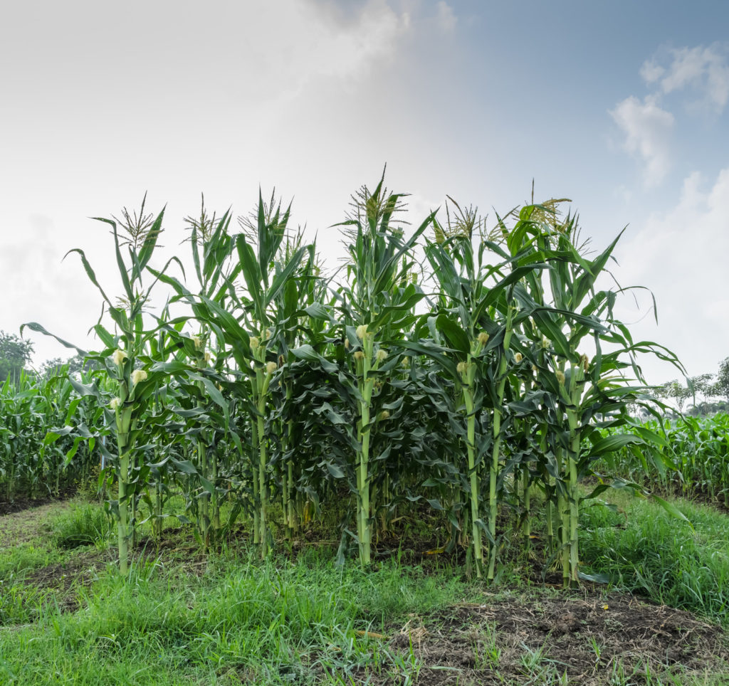 Planting corn in blocks will increase pollination and yield