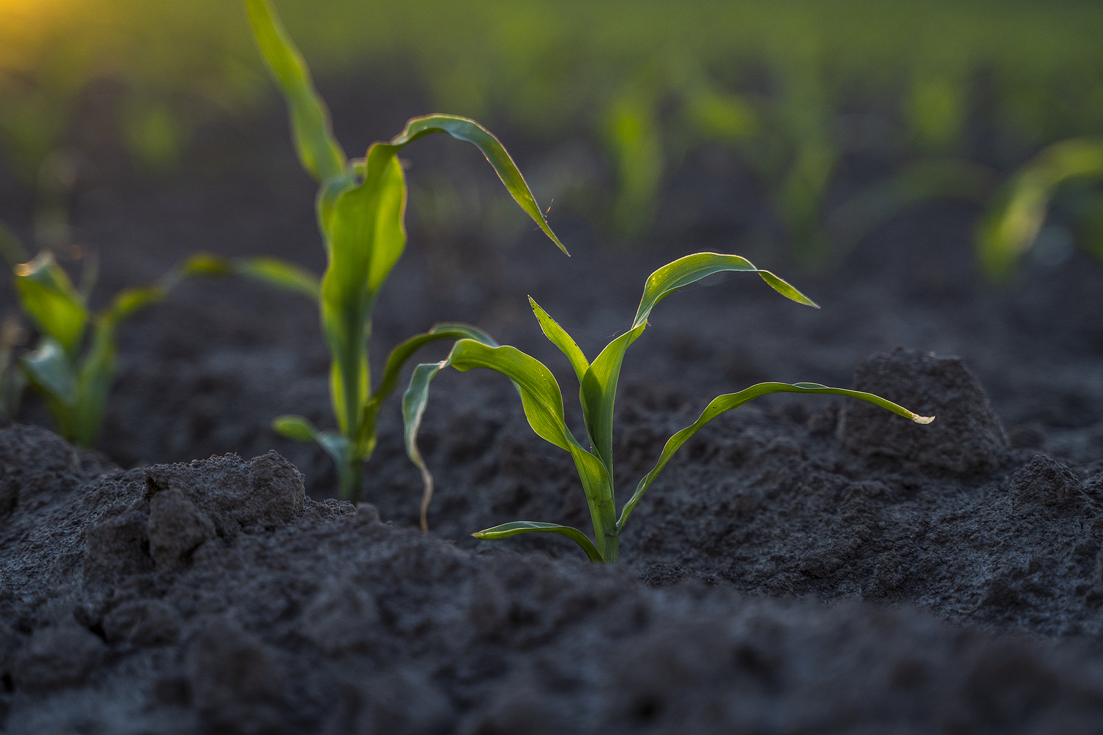 When To Plant Sweet Corn Harvest To Table