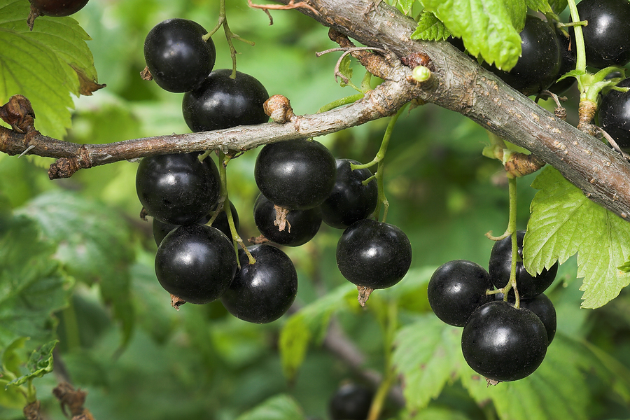 Black currants grow plant