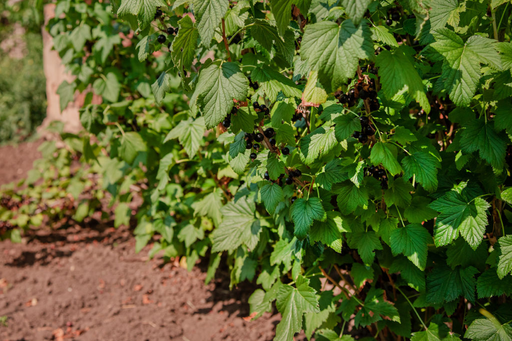 Ripe blackcurrants hanging from a branch  grow plant