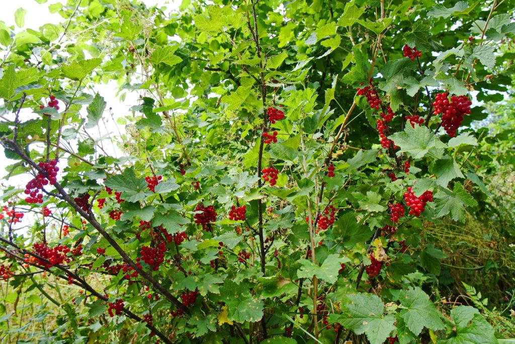 Branches of red currants