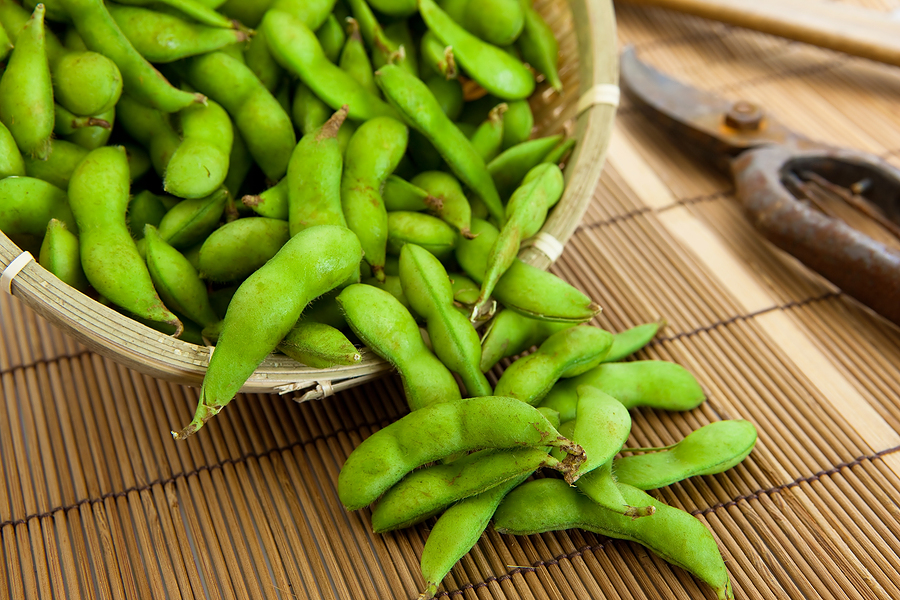 Edamame is an immature soybean, pods are boiled or steamed