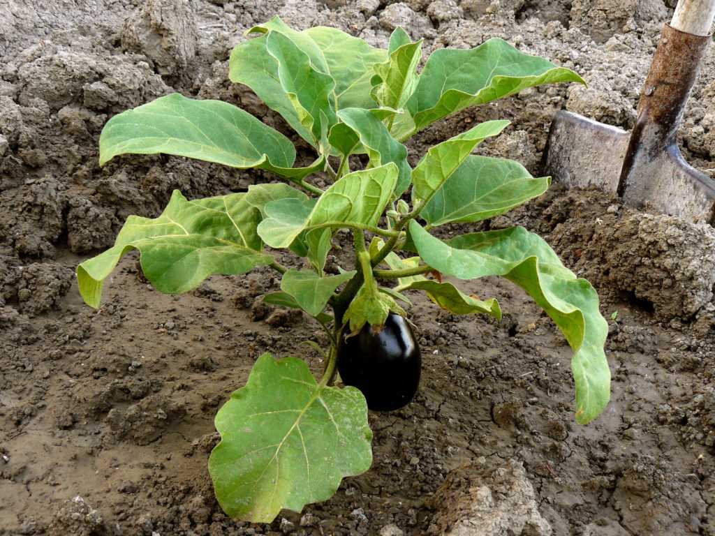Eggplant with fruit
