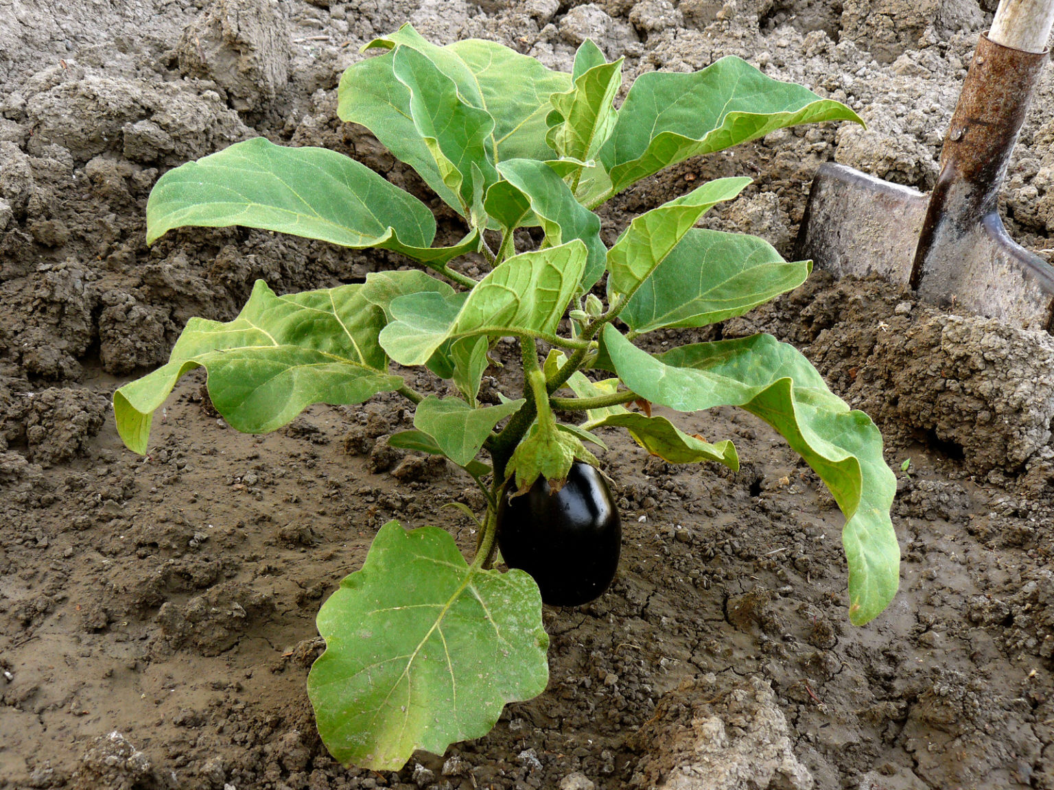 How to Plant and Grow Eggplant Harvest to Table