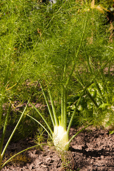 How To Plant And Grow Florence Fennel -Harvest To Table