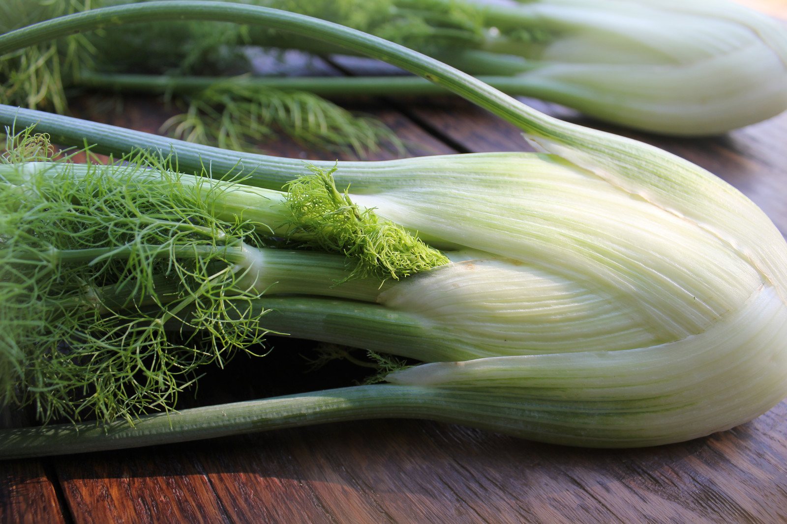 Florence fennel in the kitchen