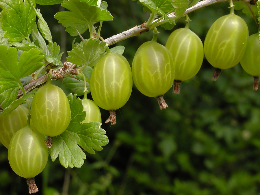 Gooseberries ripening on the vine