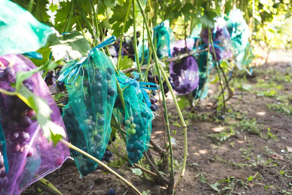 Protected ripe grapes with fine mesh bags hanging on branches.