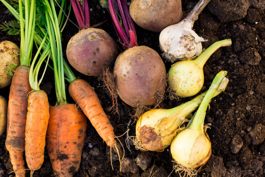 vegetable crop harvest time