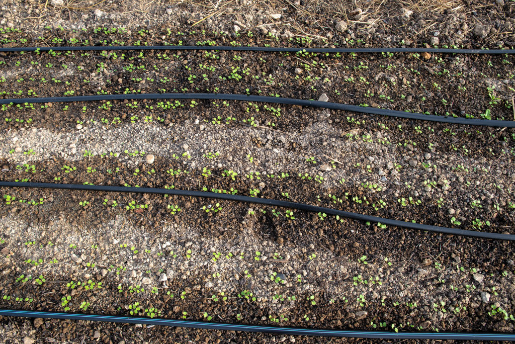 water vegetable crops